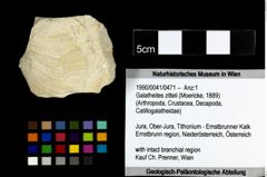 Foto (Objekt + Etiketten) von Galatheites zitteli (Moericke, 1889) 